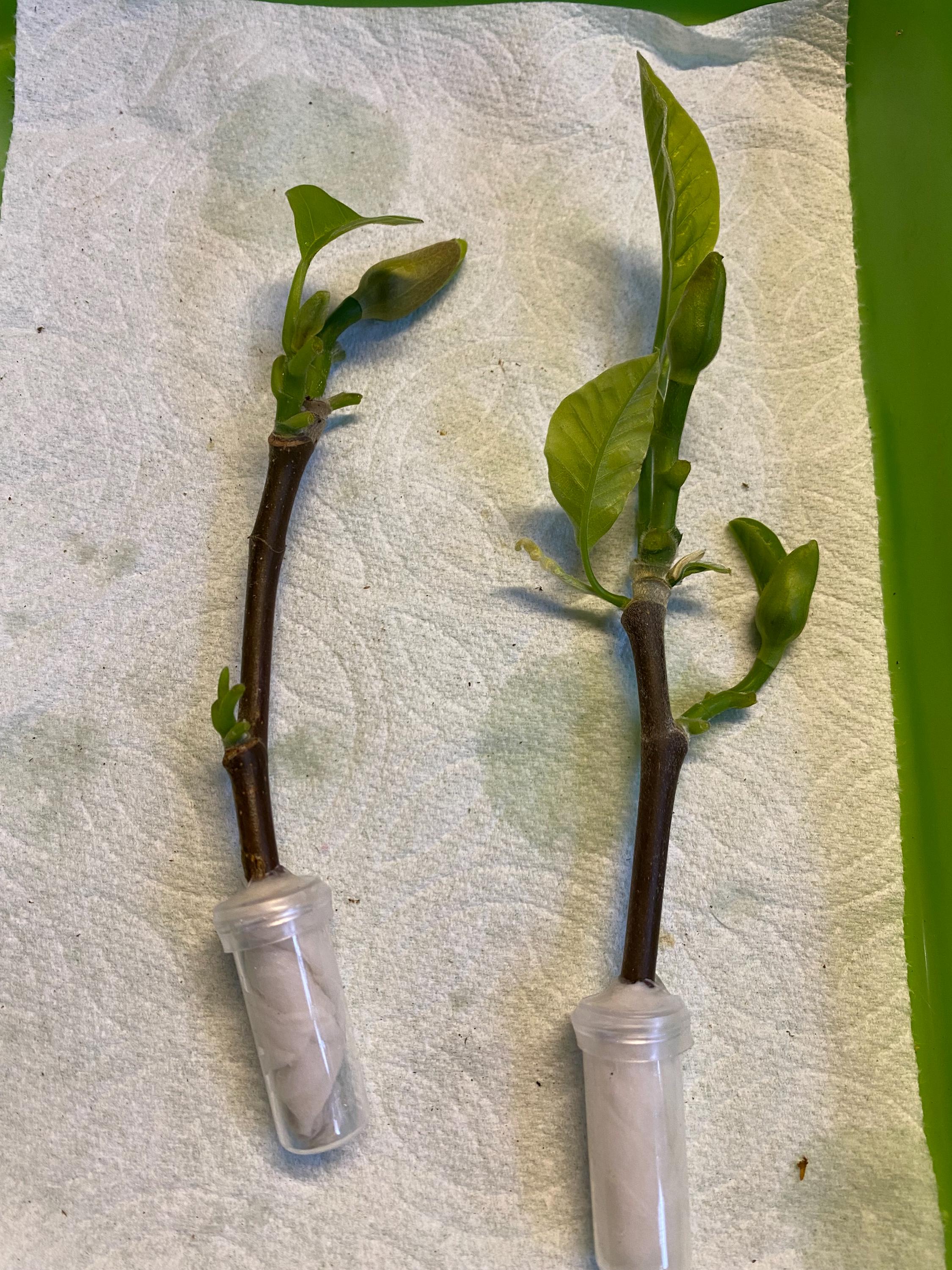 2 Magnolia Yellow Bird Fresh Cuttings for Propagation - Etsy