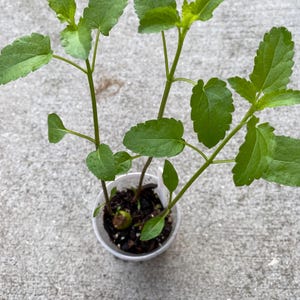May include: A small, clear plastic pot containing several green plant seedlings. The seedlings have multiple stems with bright green, textured leaves. The pot sits on a gray concrete surface.
