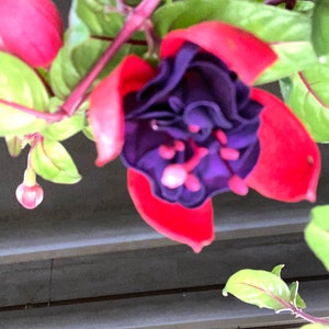4 Fuchsia Fresh Cutting for Propagation