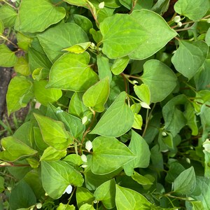 5 Houttuynia Cordata , fish mint, fish leaf 魚腥草 Rooted Starter Plants Bild 7