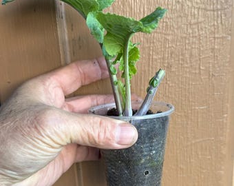 1 Rooted Purple Tree Collard Starter Plant In a Cup With Soil