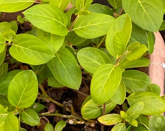 2 Honey Suckle Starter Plants