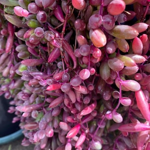 May include: Close-up of a trailing succulent plant with vibrant pink and purple hues. The plant features small, rounded, and elongated leaves, creating a cascading effect. The leaves have a glossy texture, and the overall appearance is lush and healthy.