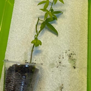 May include: A small plant with green leaves and a thin stem is in a clear plastic cup filled with soil. The cup sits inside a green tray, on top of a white paper towel. The plant has several small green leaves.