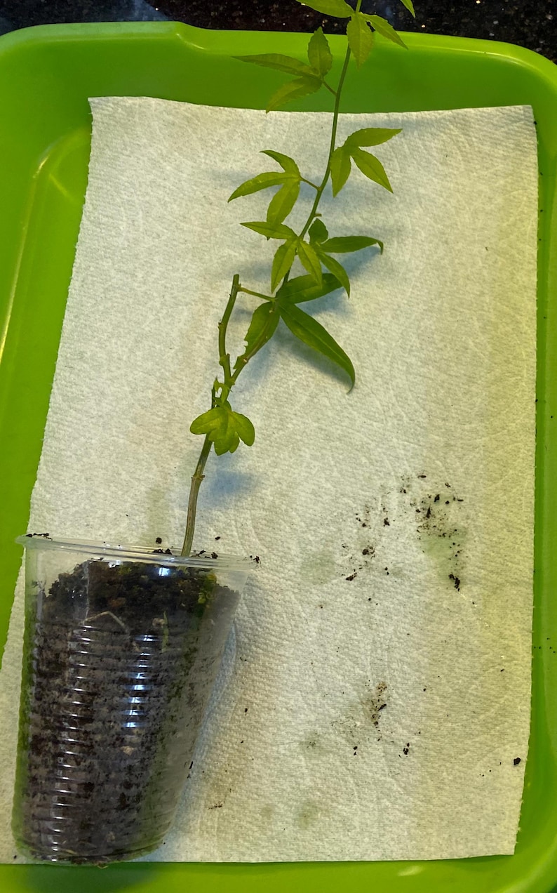 May include: A small plant with green leaves and a thin stem is in a clear plastic cup filled with soil. The cup sits inside a green tray, on top of a white paper towel. The plant has several small green leaves.