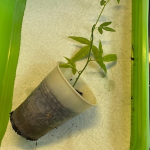 May include: A small green plant with multiple leaves is growing in a white plastic cup. The cup is placed inside a green plastic tray on top of a white paper towel. The plant's stem is thin and green.