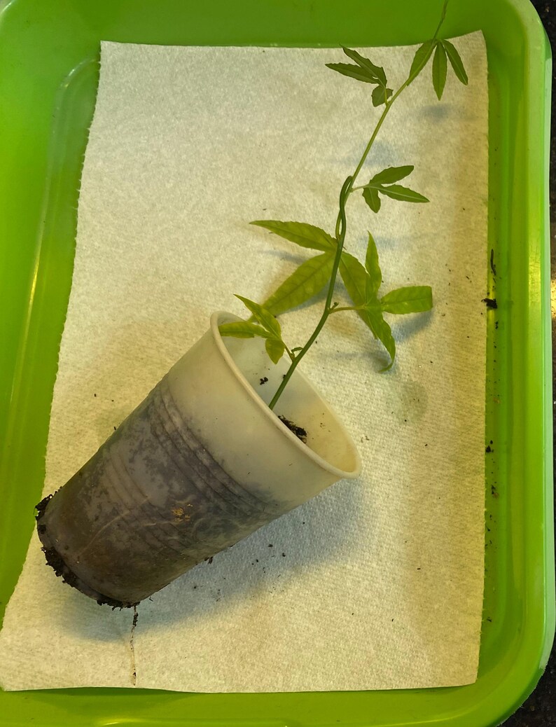 May include: A small green plant with multiple leaves is growing in a white plastic cup. The cup is placed inside a green plastic tray on top of a white paper towel. The plant's stem is thin and green.