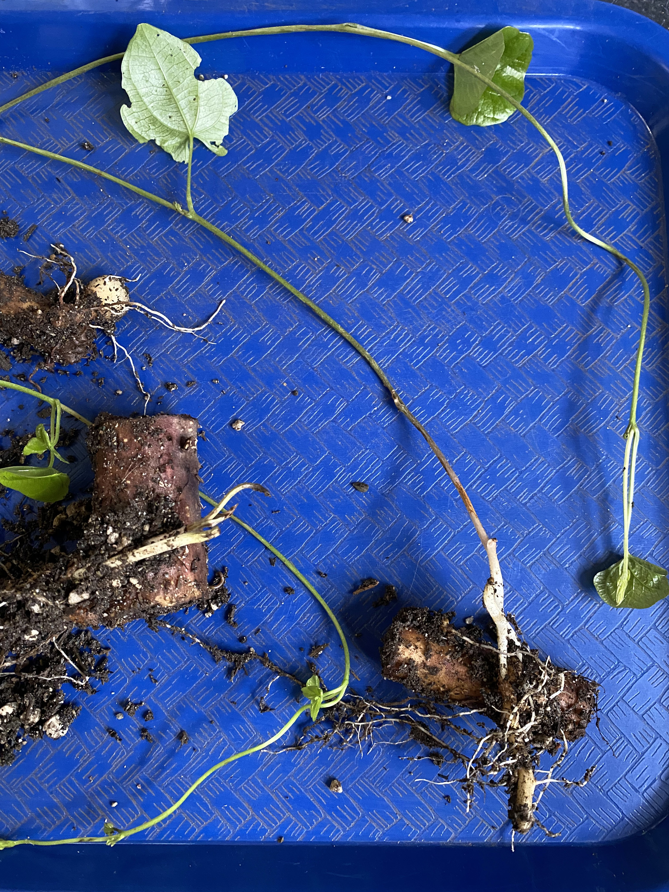 5X-2.5” Chinese Yam 准山dioscorea Polystachya Cuttings for