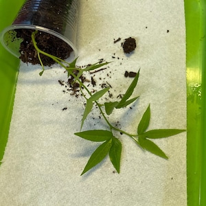 May include: A clear plastic cup, tipped over, with soil and a green plant with multiple leaves. The plant is on a white paper towel inside a green tray. Some soil is scattered around the plant.