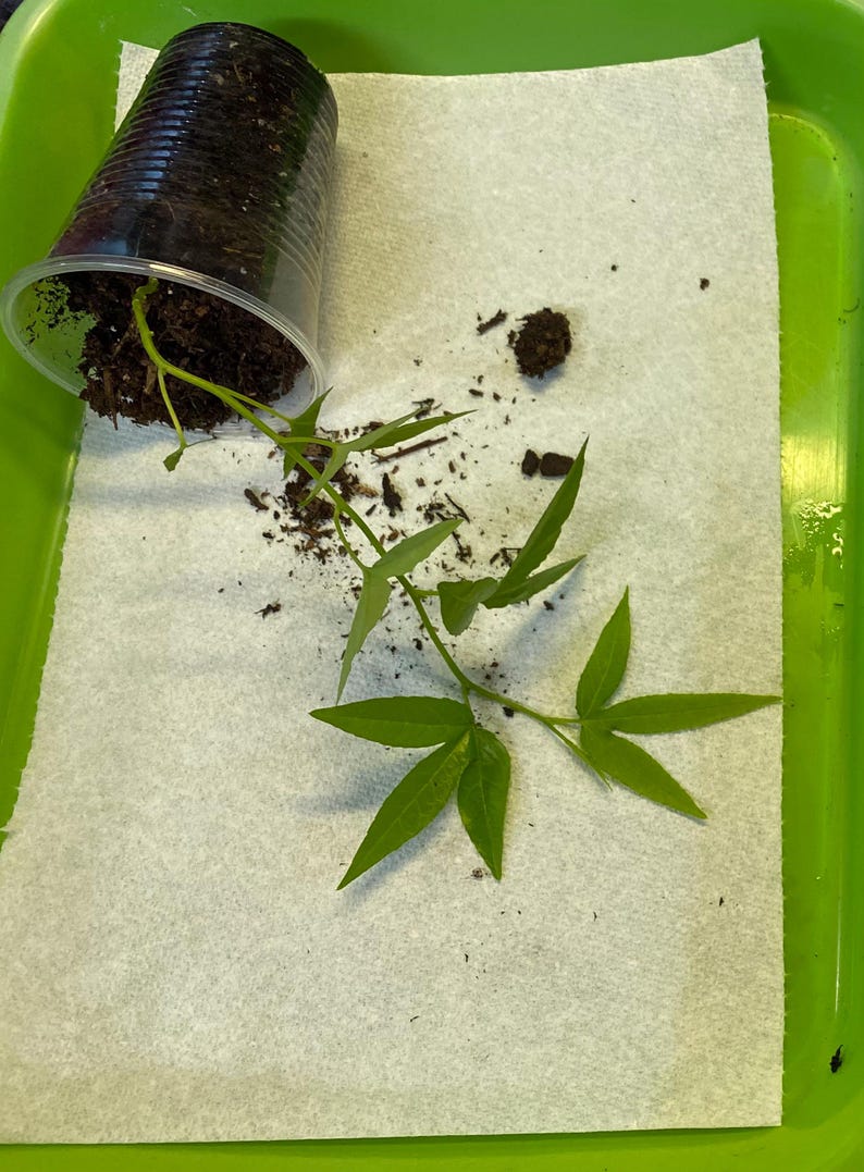 May include: A clear plastic cup, tipped over, with soil and a green plant with multiple leaves. The plant is on a white paper towel inside a green tray. Some soil is scattered around the plant.