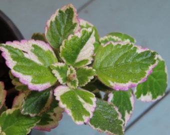 3 Mexican Mint Live Starter Plants (Plectranthus Amboinicus)