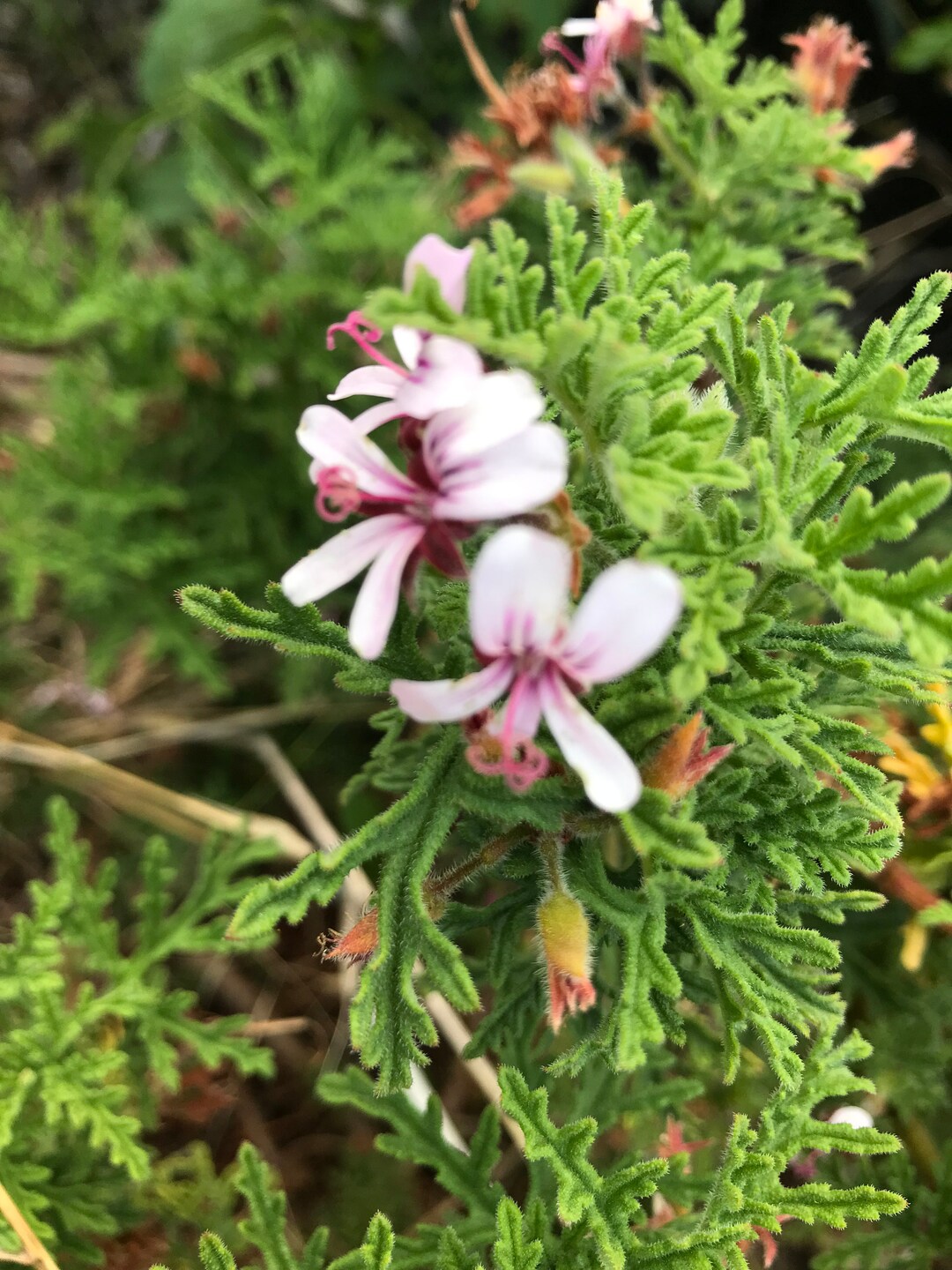 4 Citronella Scented Geranium mosquito Plant CUTTINGS for Easy