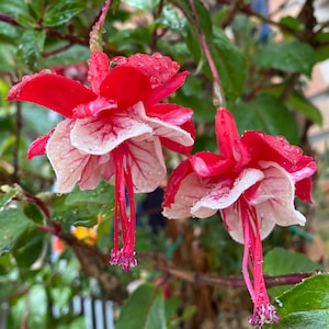 4 Fuchsia CUTTINGS  for Propagation (Red/White Flowers)