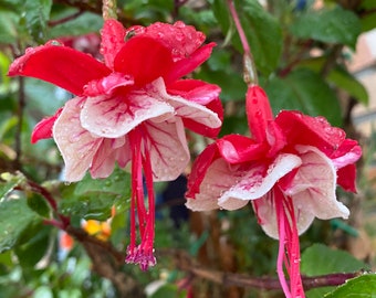 3 Fuchsia CUTTINGS  for Propagation (Red/White Flowers)