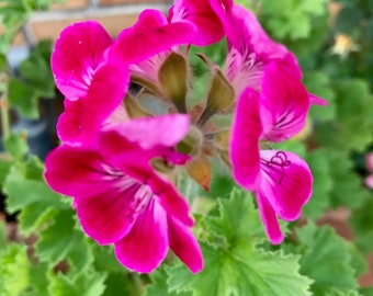 6 Rare Geranium Cutting - Magenta Color