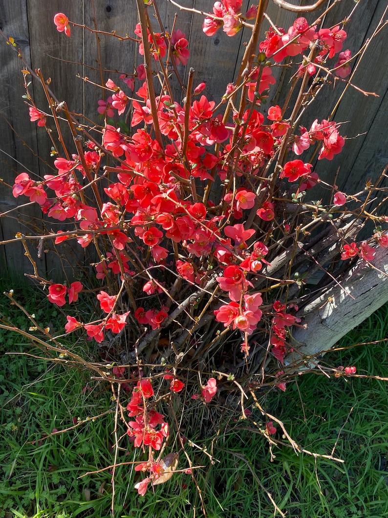 5 Flowering Quince chaenomeles Cuttings for Propagation Etsy