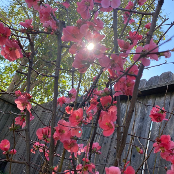 5 Flowering Quince (Chaenomeles) Cuttings for Propagation