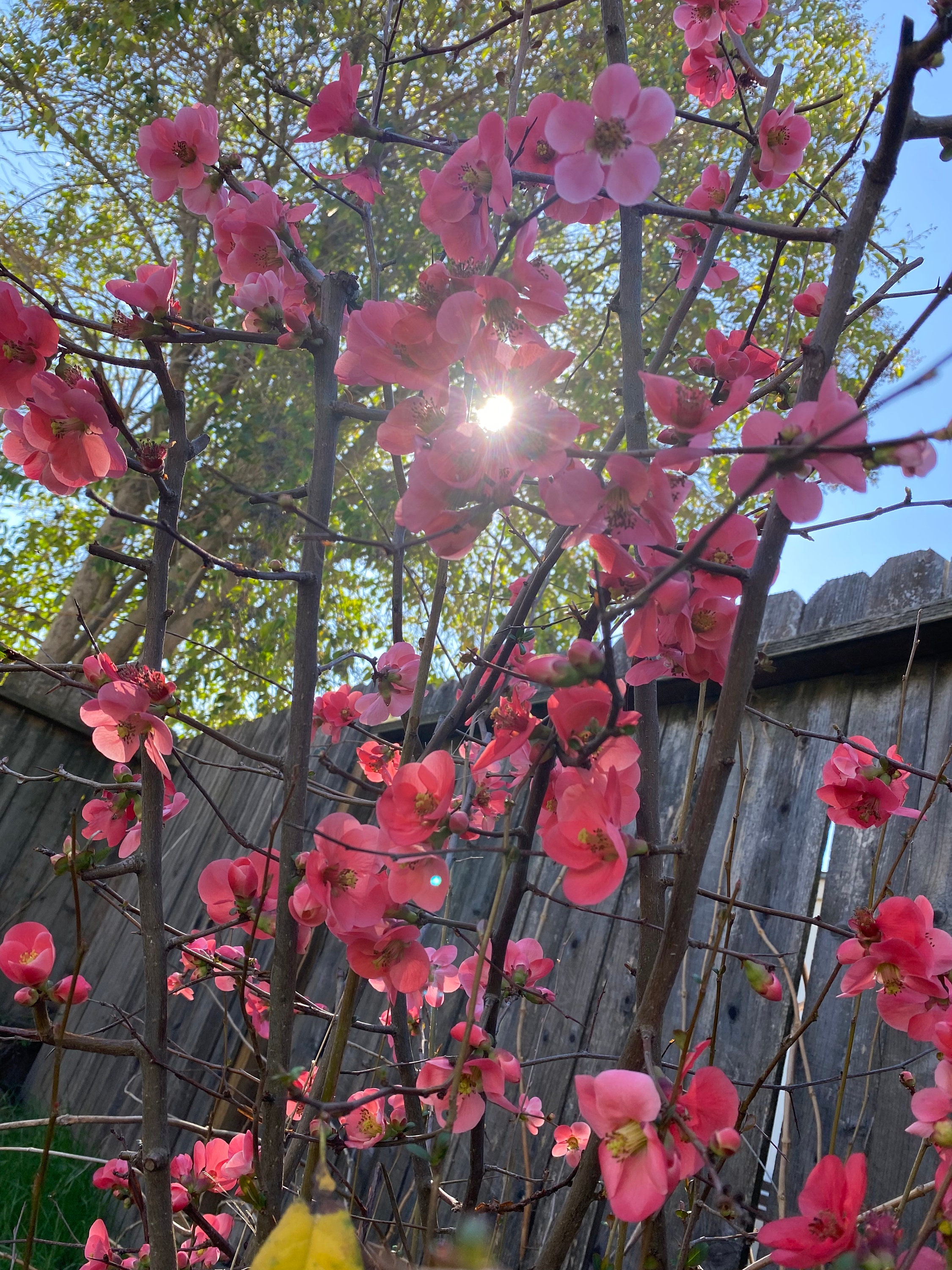 5 Flowering Quince (Chaenomeles) Cuttings for Propagation