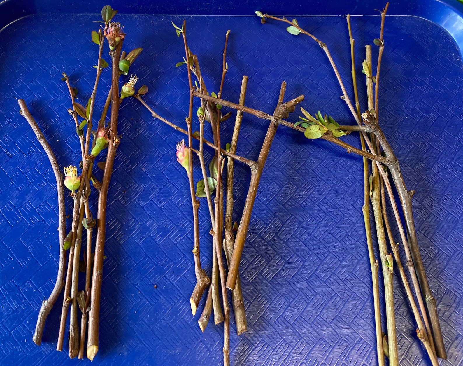 5 Flowering Quince chaenomeles Cuttings for Propagation Etsy