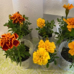 以下が含まれることがあります： オレンジと黄色の花が咲いた、小さなマリーゴールドの鉢植えが5つあります。植物は透明なプラスチック製の鉢に入っていて、模様のある表面の上に置かれています。