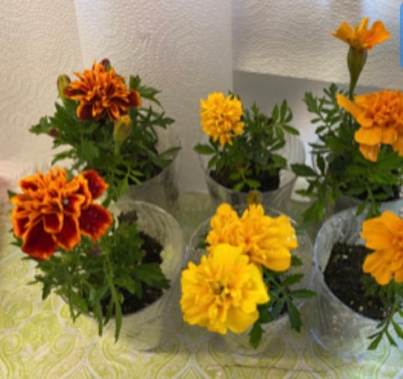 以下が含まれることがあります： オレンジと黄色の花が咲いた、小さなマリーゴールドの鉢植えが5つあります。植物は透明なプラスチック製の鉢に入っていて、模様のある表面の上に置かれています。