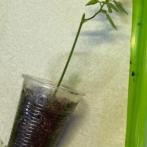 May include: A small plant cutting in a clear plastic cup filled with soil. The plant has a long, green stem with several small green leaves. The cup is set on a white paper towel inside a green tray.