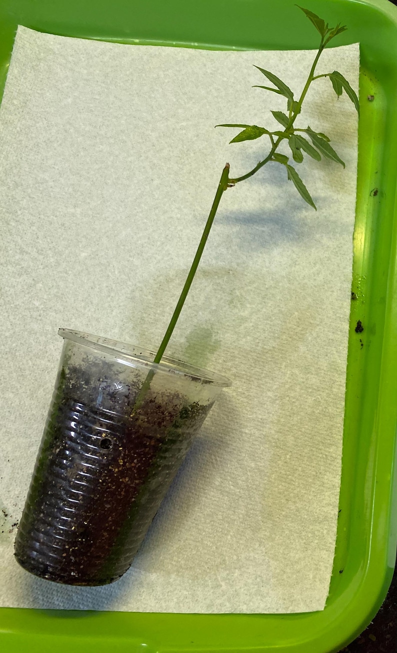 May include: A small plant cutting in a clear plastic cup filled with soil. The plant has a long, green stem with several small green leaves. The cup is set on a white paper towel inside a green tray.