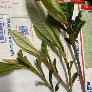 5 Loquat Cuttings for your grafting /propagation