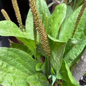 5 Plantago Asiatica Live Plants 車前草田灌草 image 2