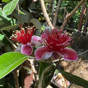 May include: Close-up of two vibrant red and white flowers with long, delicate stamens. The flowers are surrounded by green leaves and brown branches, creating a natural, botanical scene. The petals have a pinkish hue.