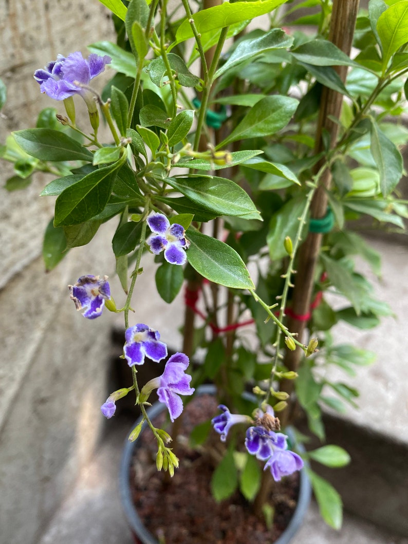 4 Duranta Erecta Sweet Memories Skyflower Cuttings for Etsy