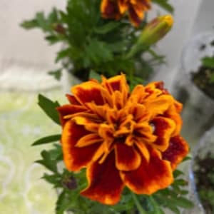 以下が含まれることがあります： 緑の葉が付いたオレンジと赤のキンセンカの花が2つ咲いています。花は鉢植えです。