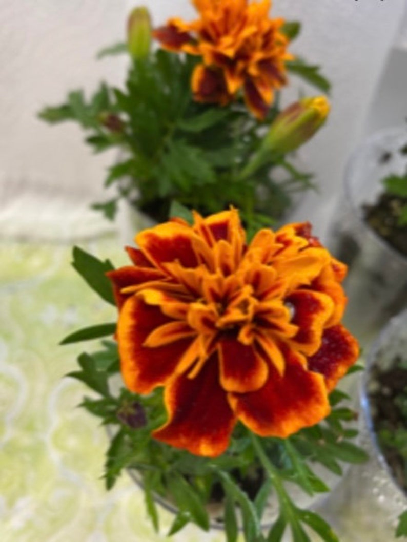 以下が含まれることがあります： 緑の葉が付いたオレンジと赤のキンセンカの花が2つ咲いています。花は鉢植えです。