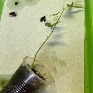 May include: A small plant with green leaves and a thin stem is growing in a clear plastic cup filled with soil. The cup is placed on a white paper towel inside a green tray. The plant is a seedling.