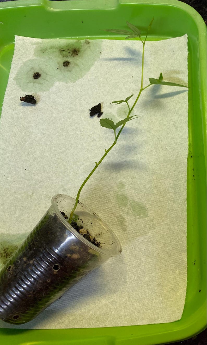May include: A small plant with green leaves and a thin stem is growing in a clear plastic cup filled with soil. The cup is placed on a white paper towel inside a green tray. The plant is a seedling.