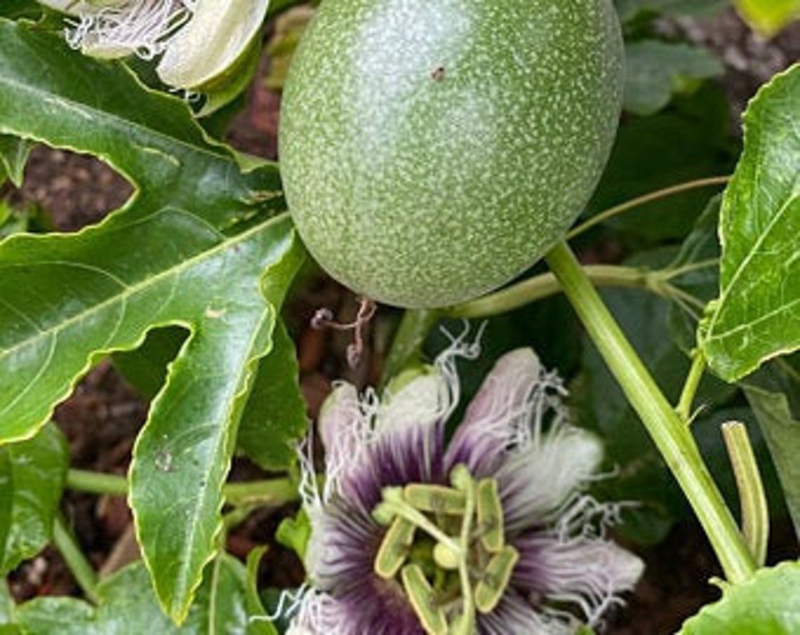 5 Purple Passion Fruit CUTTINGS Etsy