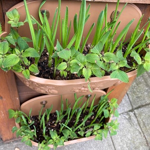 May include: Two-tiered brown planter filled with various green herbs and plants. The top tier features long, slender green leaves, while the bottom tier has a mix of herbs. The planter is mounted on a wooden structure.