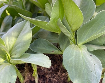 6 Fava Bean Stater Plants