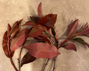 5 Red Tip Photinia cuttings - Etsy.de