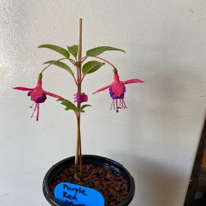 1 Fuchsia Rooted Starter Plant