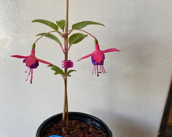 1 Fuchsia Rooted Starter Plant