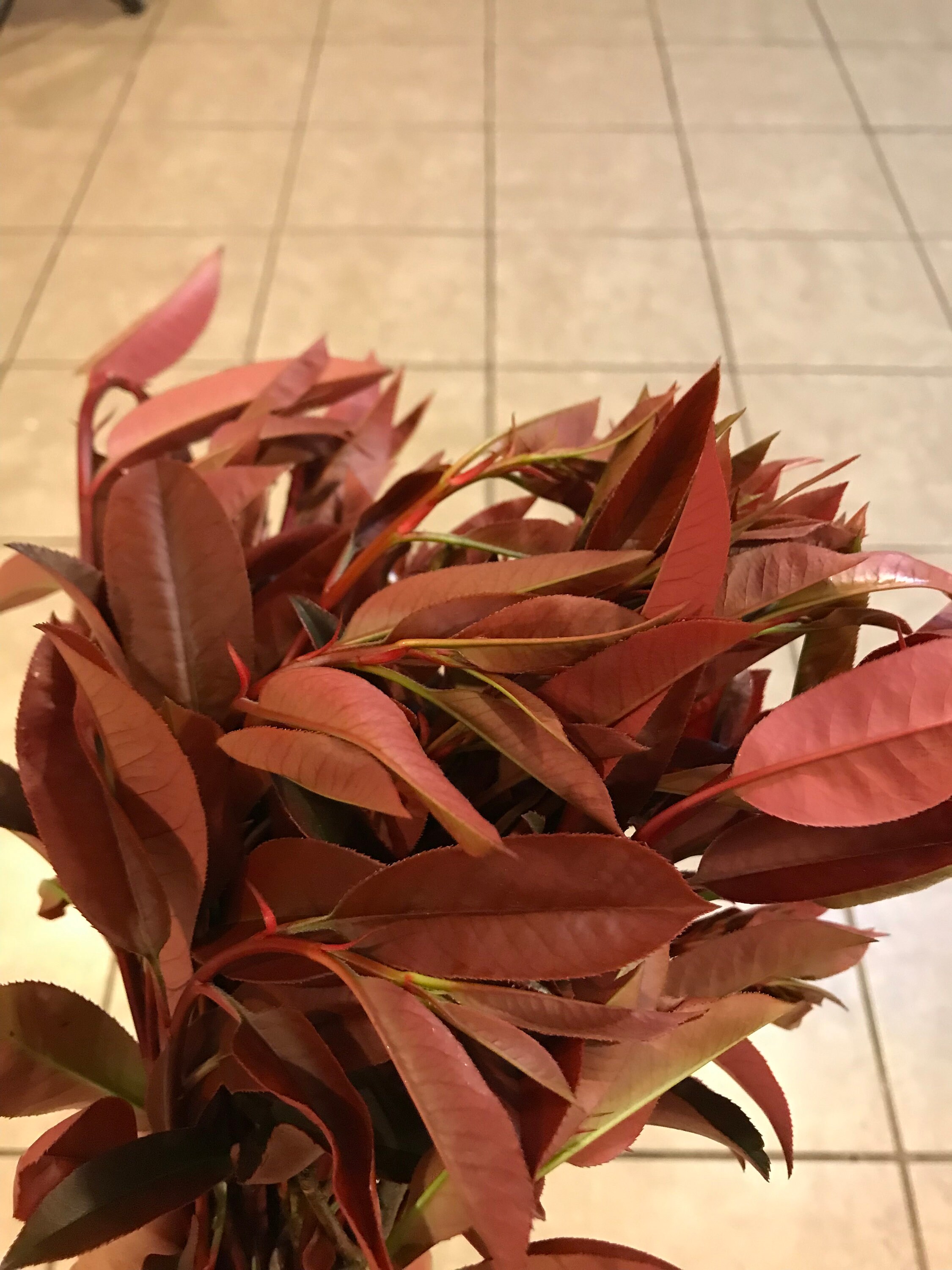 5 Red Tip Photinia cuttings - Etsy.de