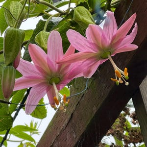 May include: Close-up of two pink passion flowers with delicate petals and yellow stamens, hanging from a wooden structure. Green leaves and buds surround the flowers, creating a natural, vibrant scene.