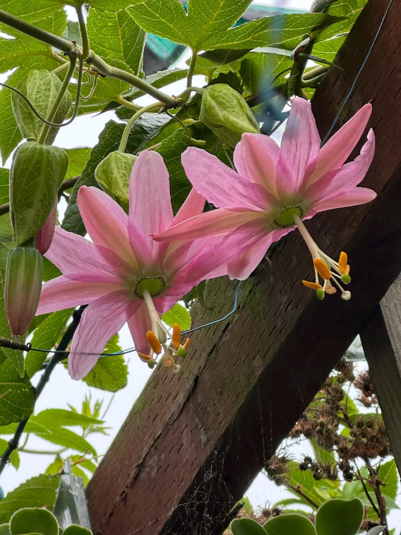 May include: Close-up of two pink passion flowers with delicate petals and yellow stamens, hanging from a wooden structure. Green leaves and buds surround the flowers, creating a natural, vibrant scene.