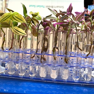 8 Rooted Wandering Jew Cuttings