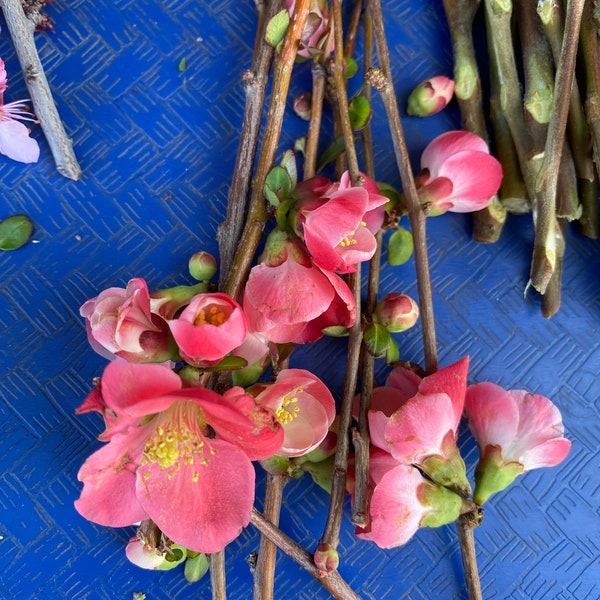 4 MIX Cuttings for Propagation ( Randomly Cut From Pussy Willow, Curly Willow, Flowering Quince, Purple Leaf Plum Flower, Peach Flower