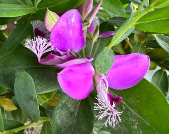 4 Polygala dalmaisiana - Sweet-pea Shrub Fresh Cuttings for Easy Propagation