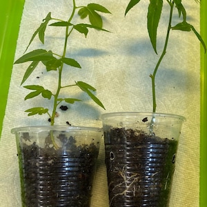 May include: Two young green plants with multiple leaves are potted in clear plastic cups filled with soil. The cups sit on a white paper towel inside a green tray. The plants have long stems and are in the early stages of growth.