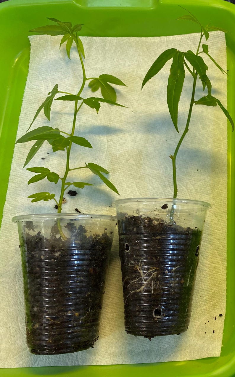 May include: Two young green plants with multiple leaves are potted in clear plastic cups filled with soil. The cups sit on a white paper towel inside a green tray. The plants have long stems and are in the early stages of growth.
