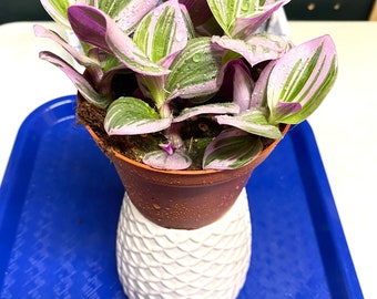 Wandering Jew in 4” Pot